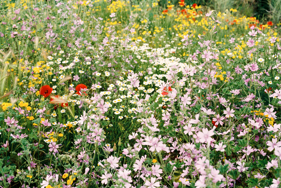 flores primavera 2018 El Pardo Madrid
